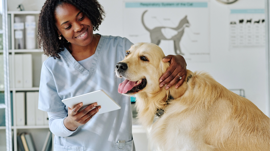 A veterinarian checks the health of a golden retriever